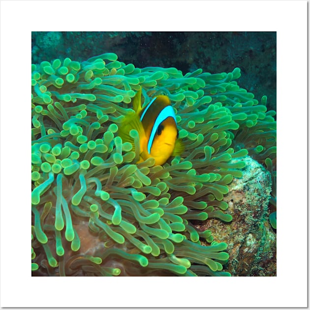 Clownfish Wall Art by likbatonboot